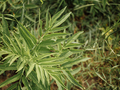 Milk Thistle