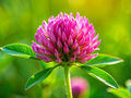 Artichoke