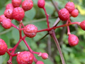 Beetroot